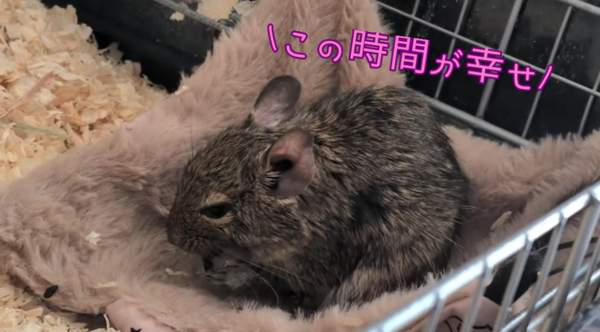 デグー