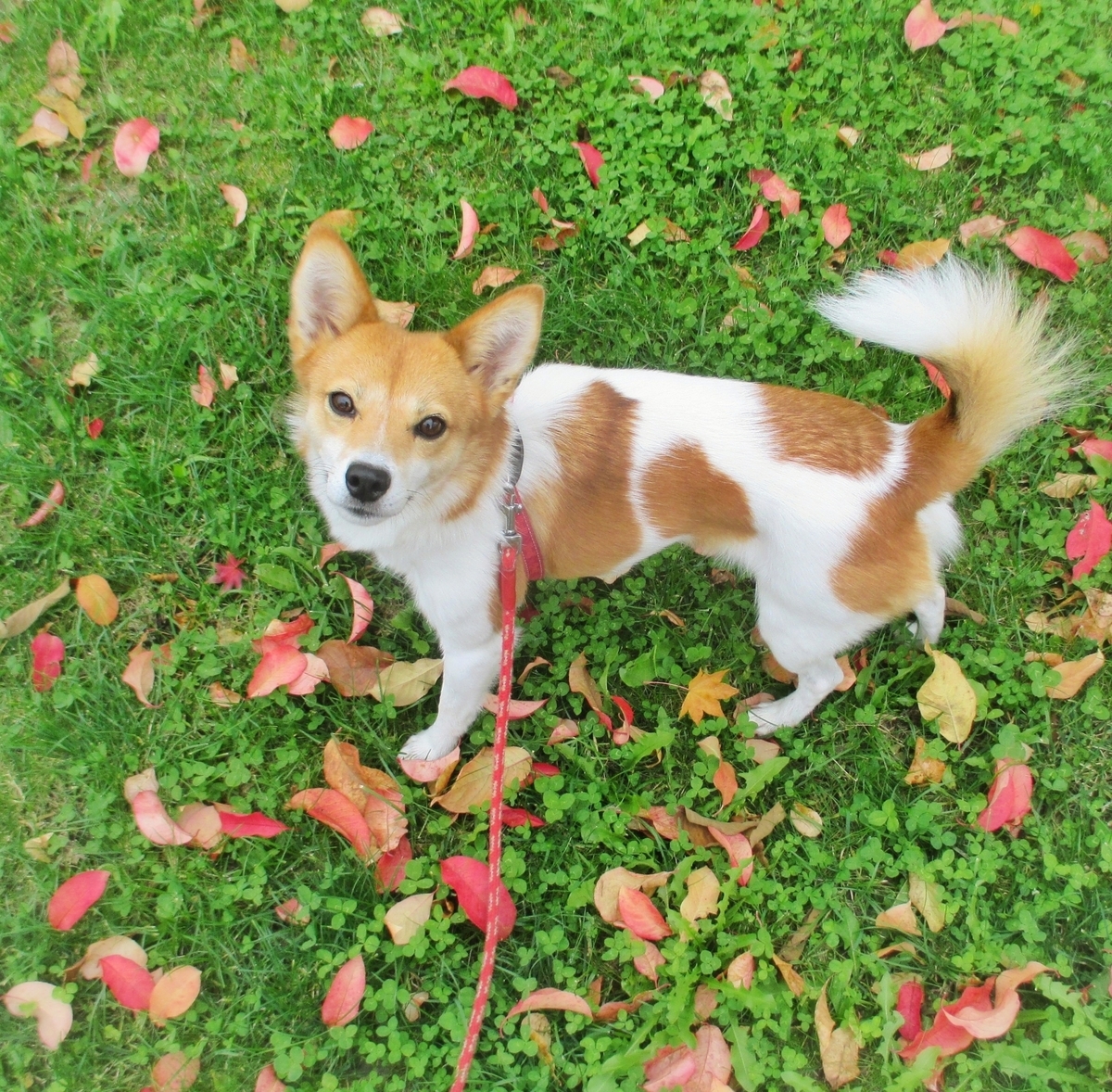 f:id:GINGA1214:20190609111808j:plain