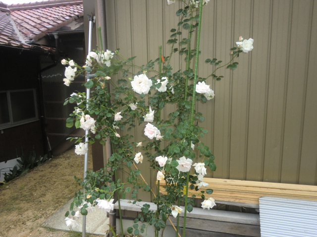 f:id:GINTAROSE:20170212221114j:plain
