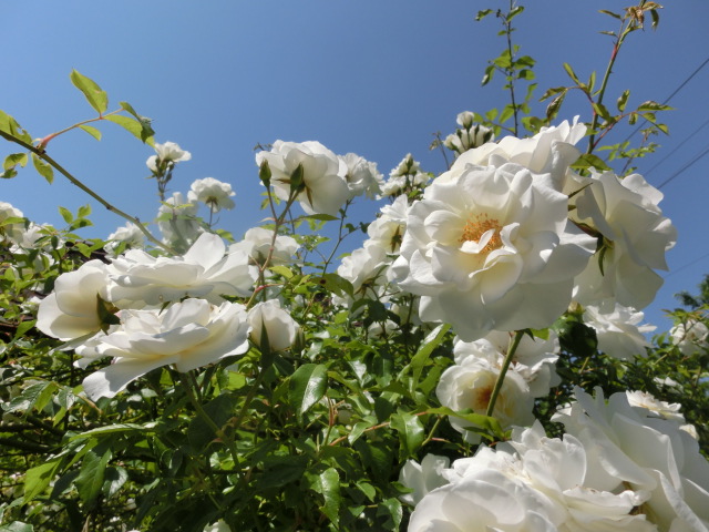 f:id:GINTAROSE:20170226214828j:plain