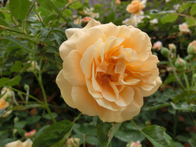 f:id:GINTAROSE:20170409211044j:plain