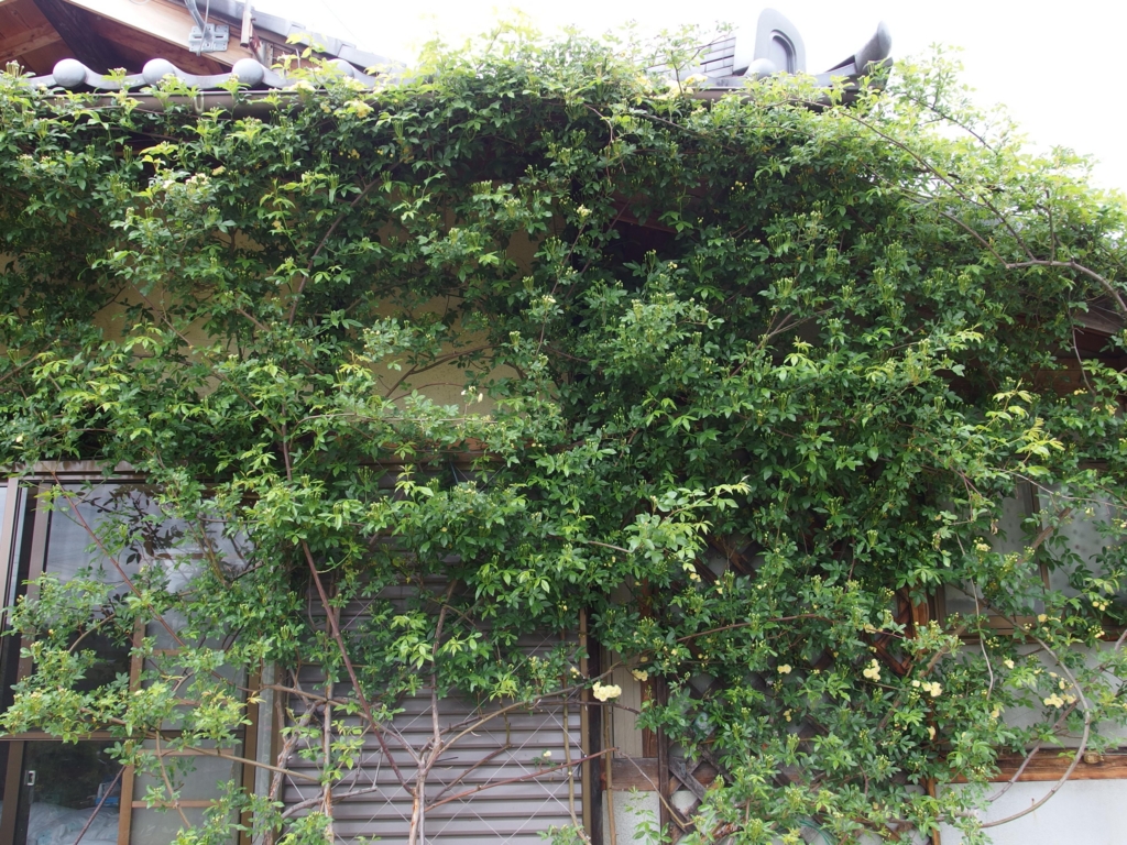 f:id:GINTAROSE:20170506234656j:plain