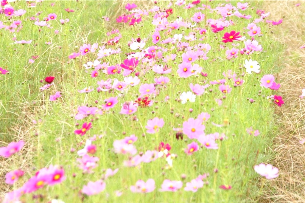 f:id:GITTAN:20231017085350j:image