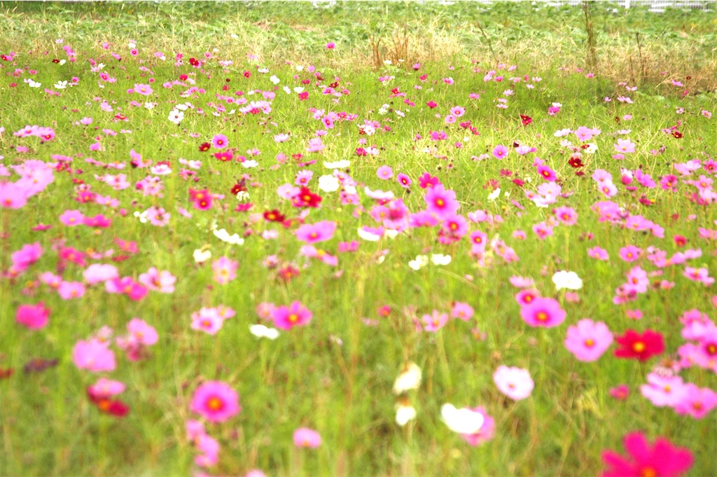 f:id:GITTAN:20231017085422j:image