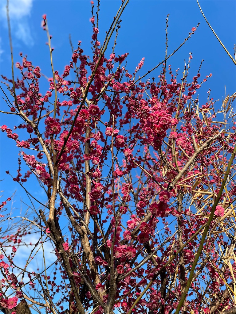 f:id:GITTAN:20240227084400j:image f:id:GITTAN:20240227084400j:image