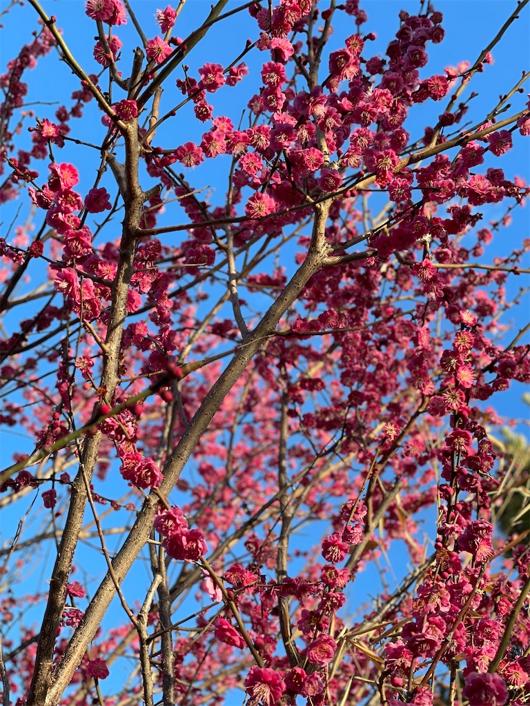 f:id:GITTAN:20240227084427j:image f:id:GITTAN:20240227084427j:image