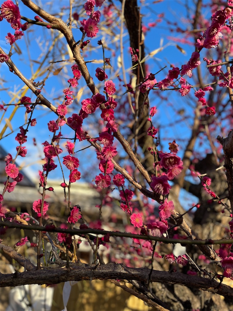 f:id:GITTAN:20240227084458j:image f:id:GITTAN:20240227084458j:image