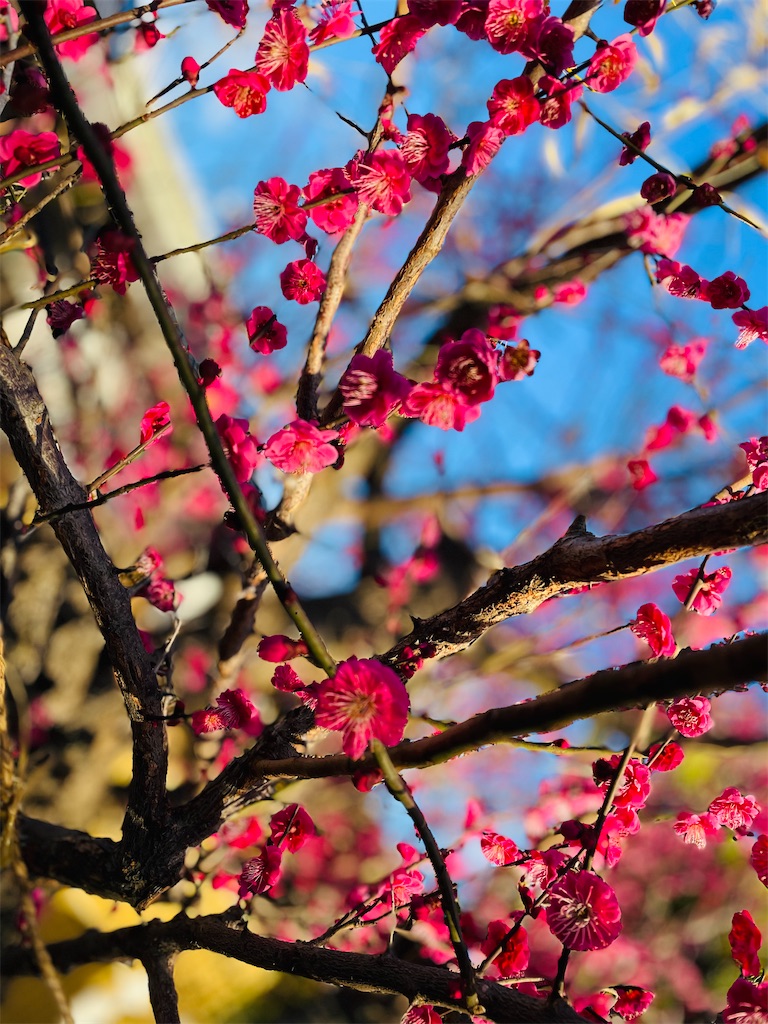 f:id:GITTAN:20240227084509j:image f:id:GITTAN:20240227084509j:image