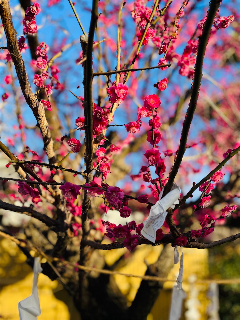 f:id:GITTAN:20240227084522j:image f:id:GITTAN:20240227084522j:image