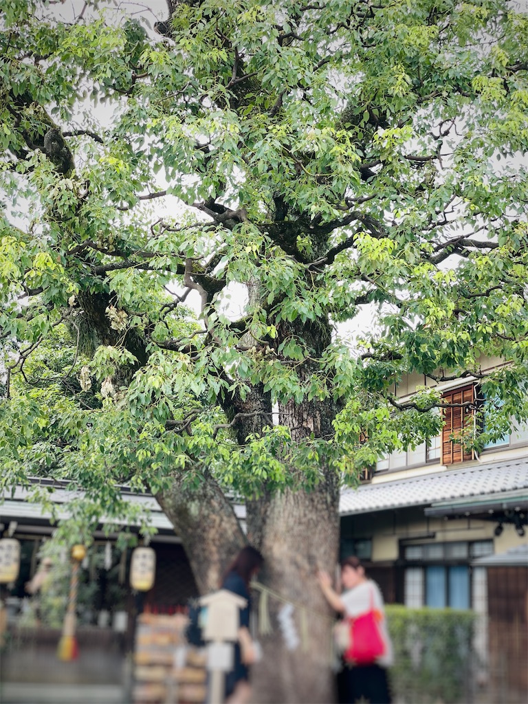 f:id:GITTAN:20240911080415j:image