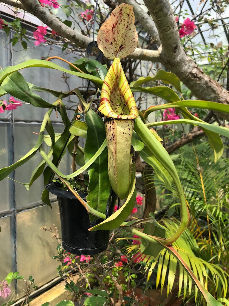 f:id:GK_GK21:20190224040358j:image