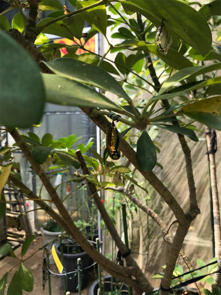 f:id:GK_GK21:20190224040402j:image