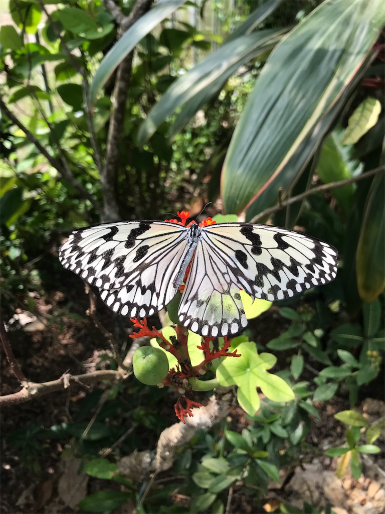 f:id:GK_GK21:20190224040415j:image