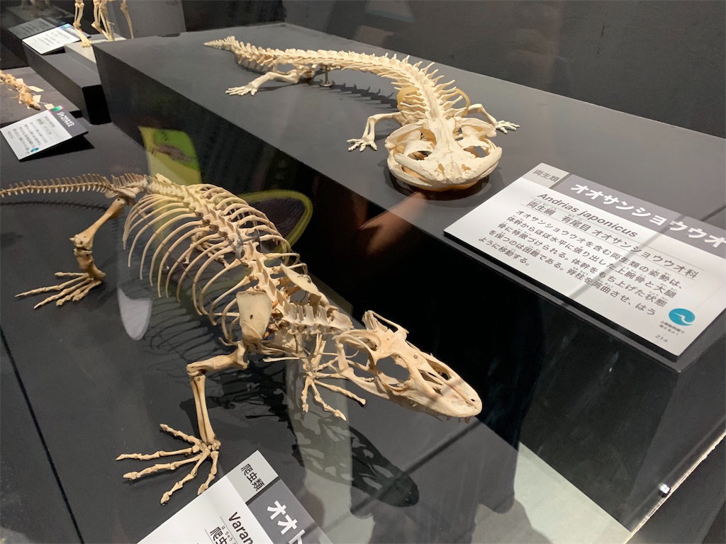 f:id:GK_GK21:20190507121318j:image