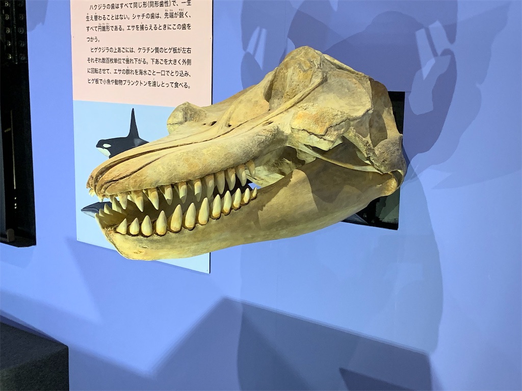 f:id:GK_GK21:20190507121441j:image