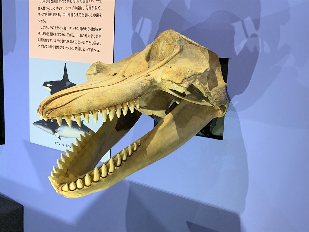 f:id:GK_GK21:20190507121516j:image