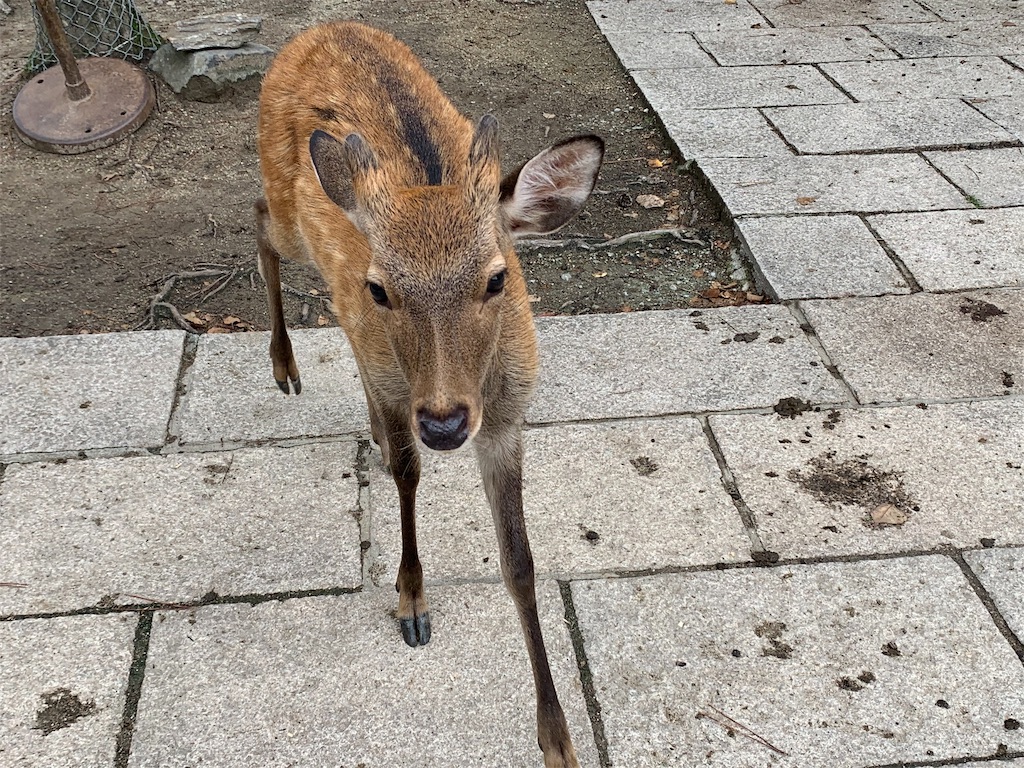 f:id:GK_GK21:20190923182539j:image