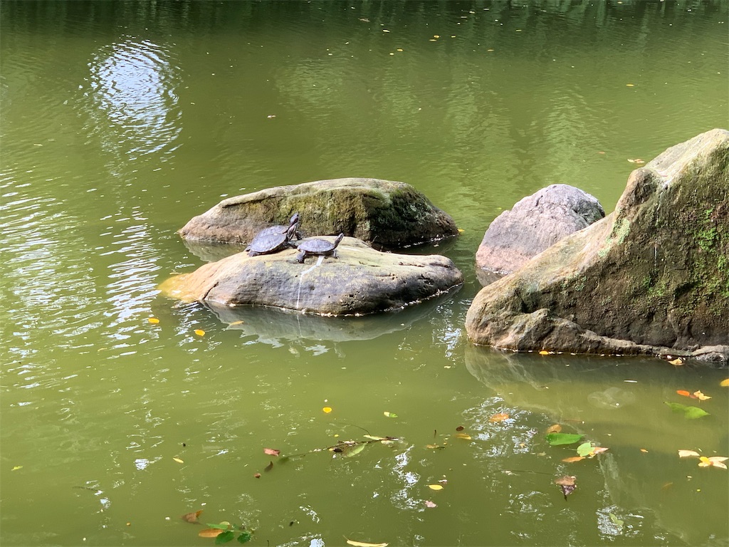 f:id:GK_GK21:20191016063719j:image f:id:GK_GK21:20191016063719j:image