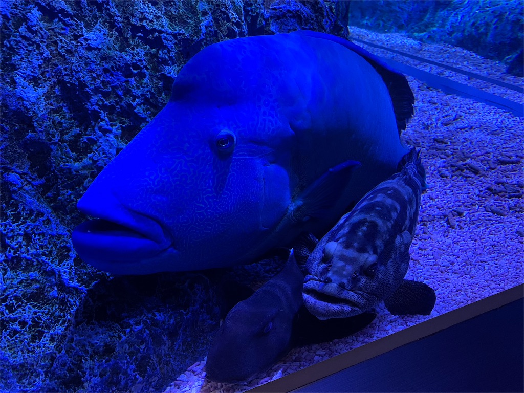 f:id:GK_GK21:20191021224235j:image f:id:GK_GK21:20191021224235j:image