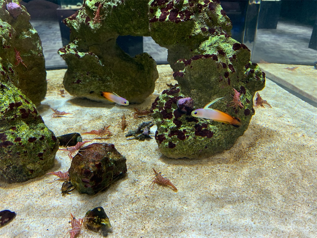 f:id:GK_GK21:20201124212806j:image f:id:GK_GK21:20201124212806j:image
