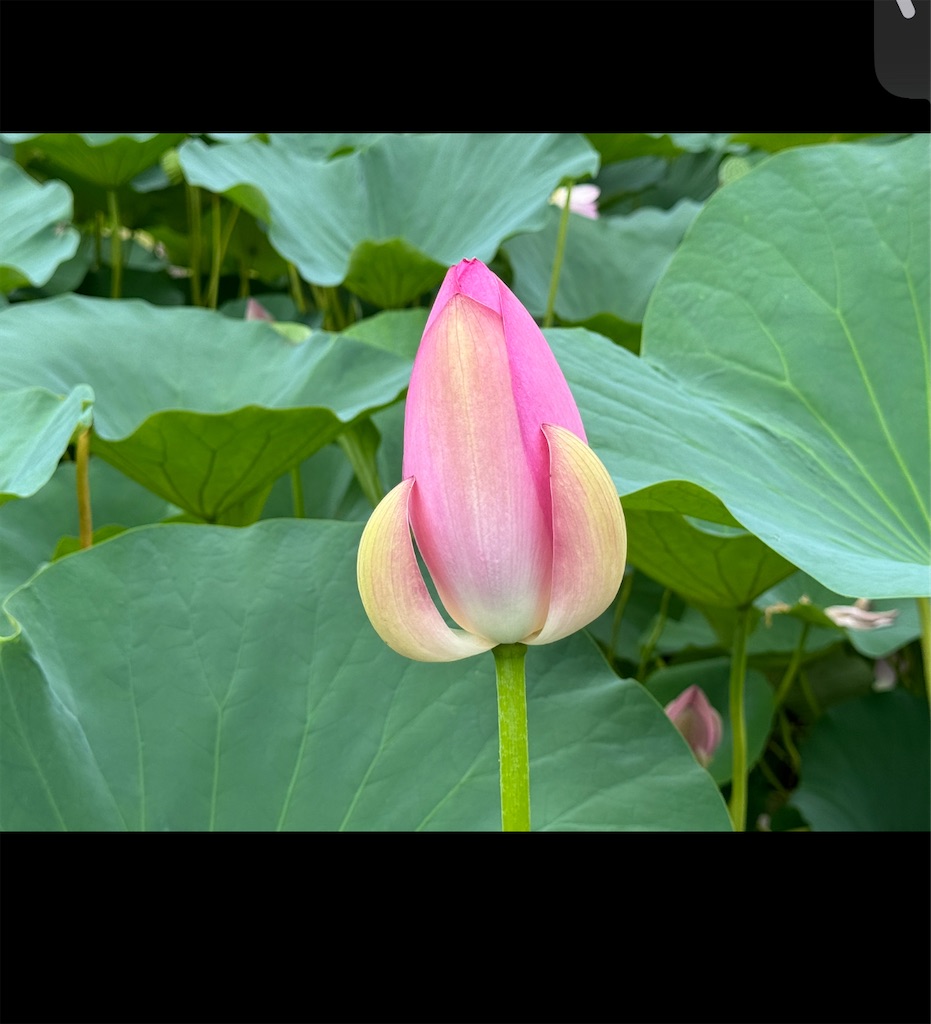 f:id:GK_GK21:20240807060111j:image f:id:GK_GK21:20240807060111j:image