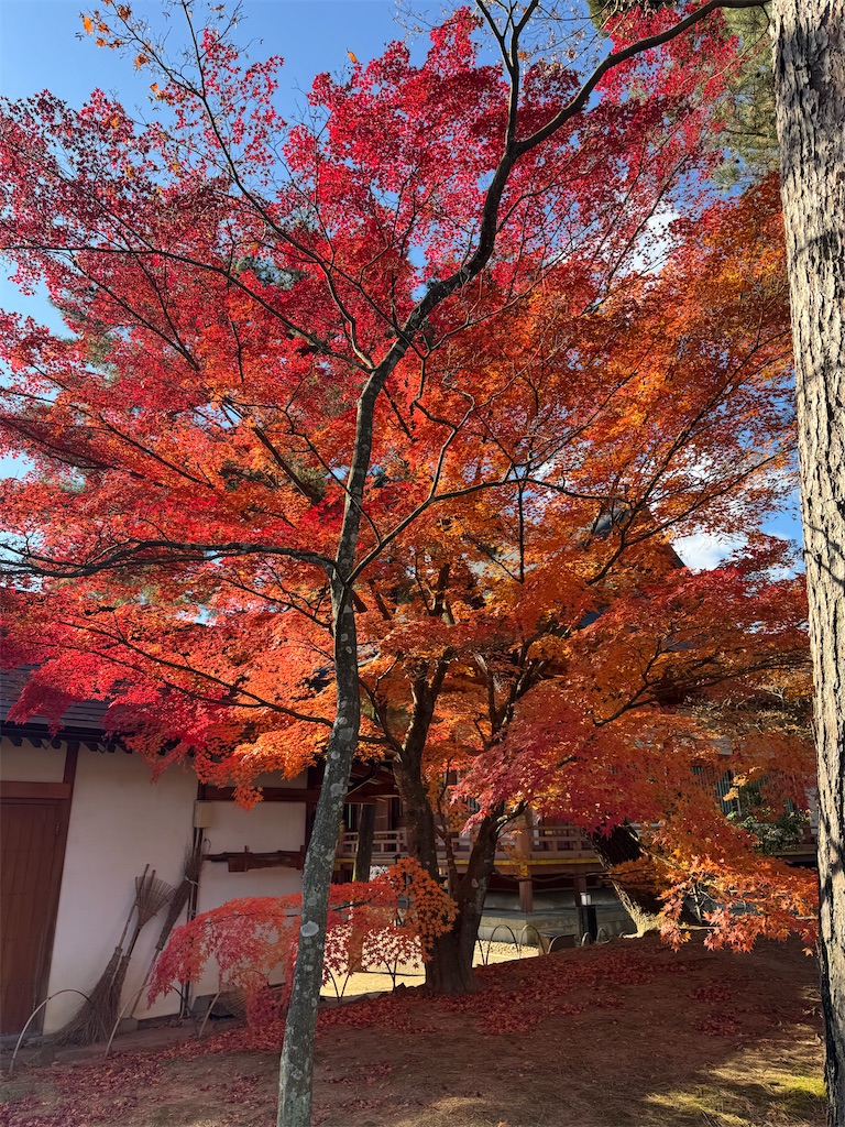 f:id:GK_GK21:20241201181457j:image