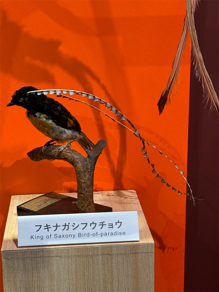 f:id:GK_GK21:20250111170805j:image