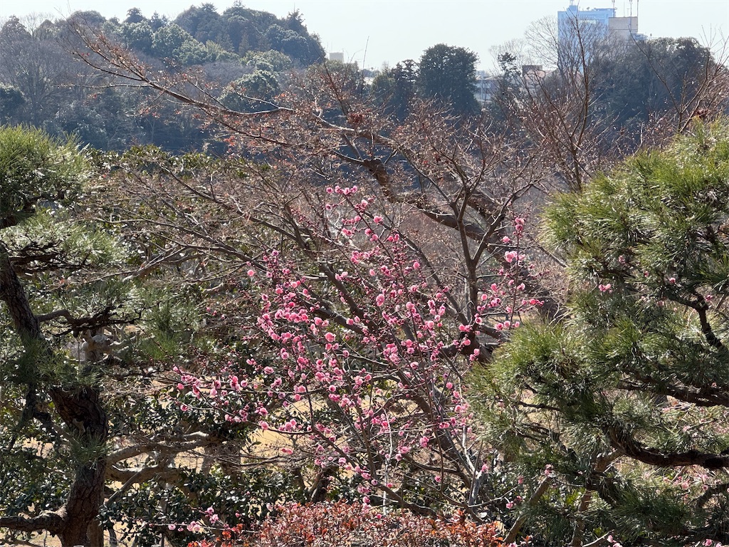 f:id:GK_GK21:20250217035511j:image