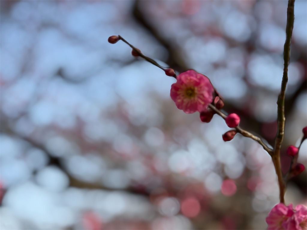 f:id:GK_GK21:20250217035739j:image