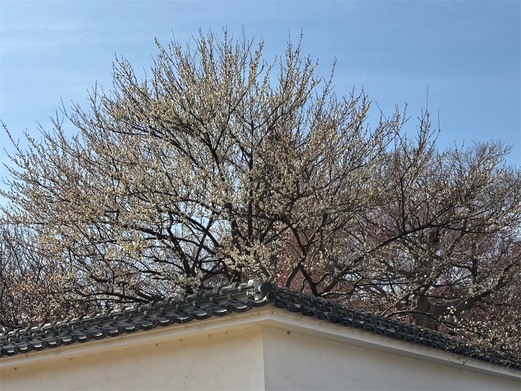 f:id:GK_GK21:20250217035750j:image