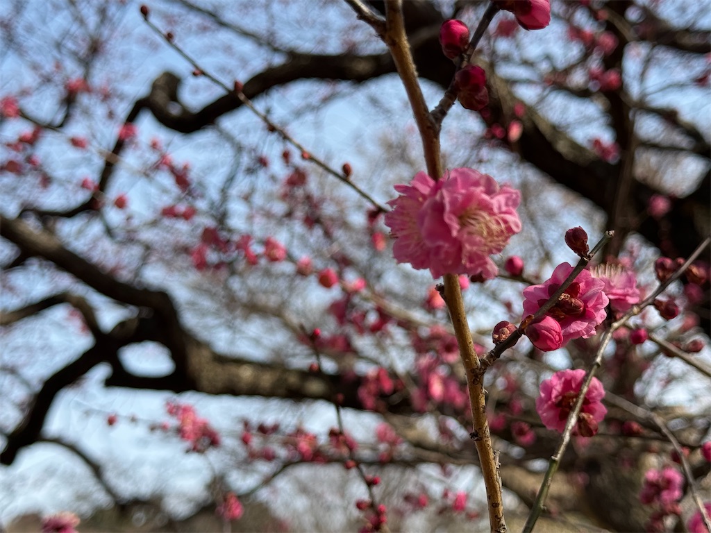 f:id:GK_GK21:20250217035821j:image