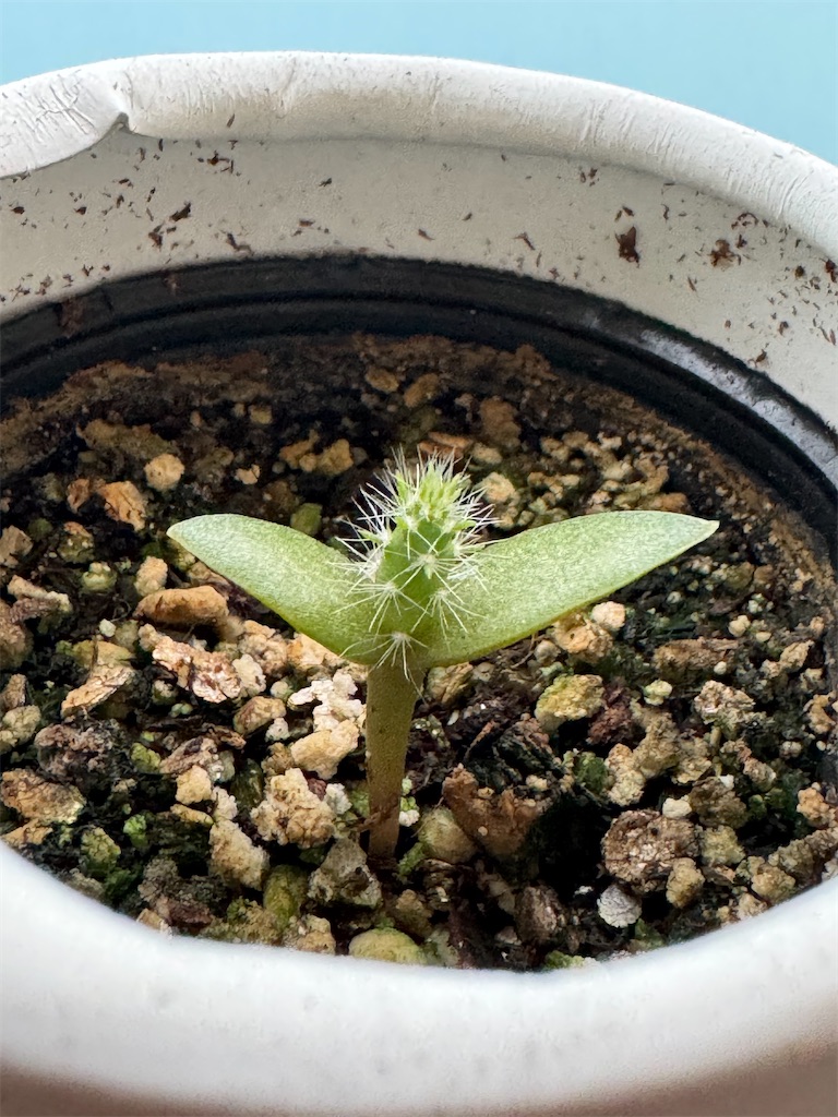 サボテン】観察日記その2 - G-log 日々思うこと