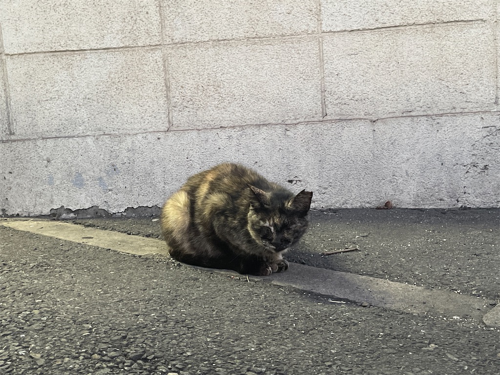 鶴見線扇町駅にも名物駅ネコ！やつれたガリガリネコ駅長は大丈夫