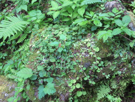 f:id:GOGOMOON:20130815114635j:image