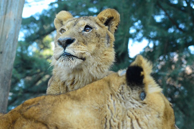 群馬サファリパーク に行って参りました どこかに行ってきました