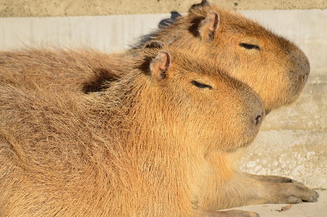群馬サファリパーク に行って参りました どこかに行ってきました