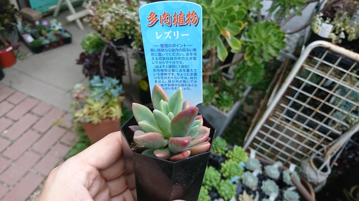 f:id:GOSE:20190522225841j:plain