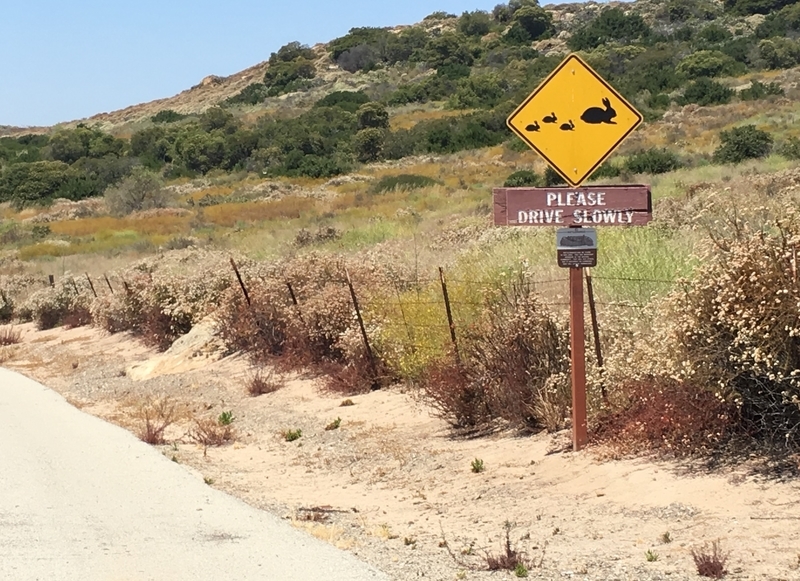 カリフォルニア　アウトドア　自然