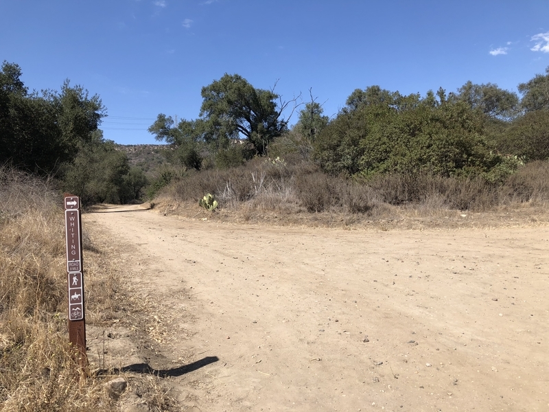 カリフォルニア　自然　マウンテンライオン