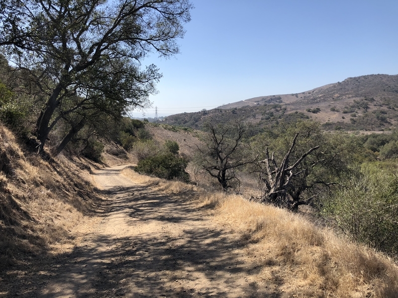 カリフォルニア　自然　マウンテンライオン