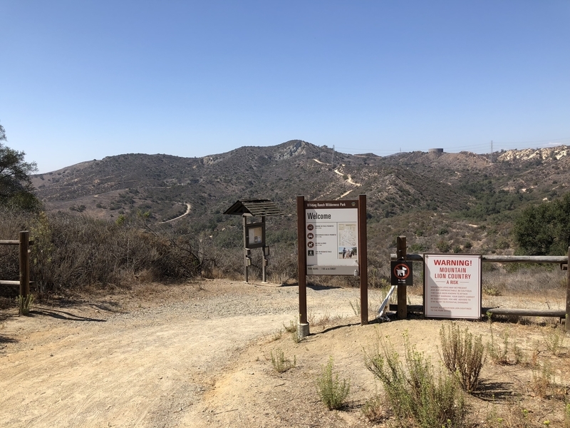 カリフォルニア　自然　マウンテンライオン