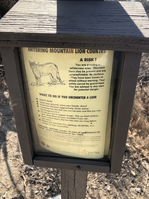 カリフォルニア　自然　マウンテンライオン