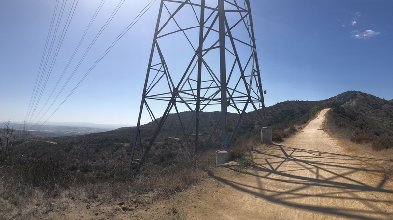カリフォルニア　自然　マウンテンライオン