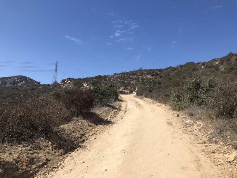 カリフォルニア　自然　マウンテンライオン