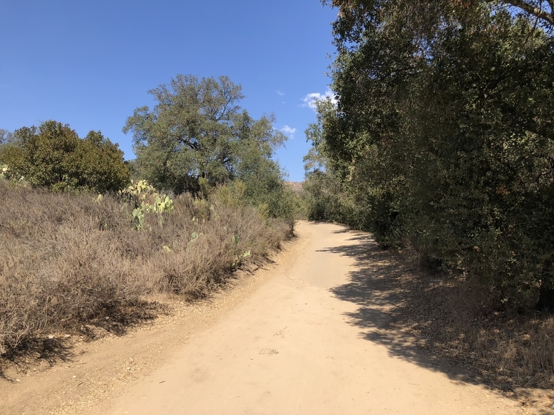 カリフォルニア　自然　マウンテンライオン