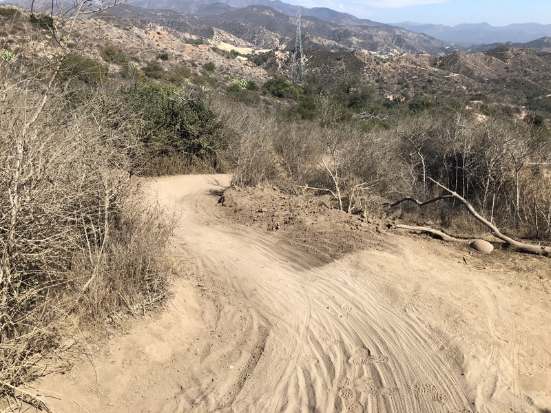 カリフォルニア　自然　マウンテンライオン