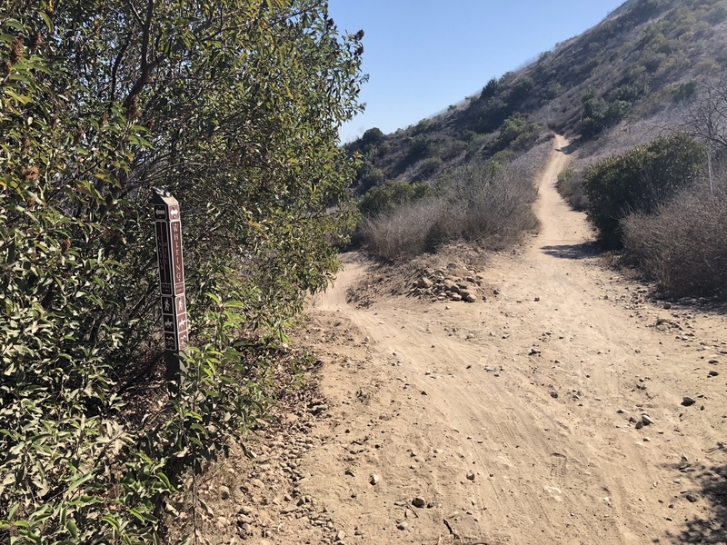 カリフォルニア　自然　マウンテンライオン