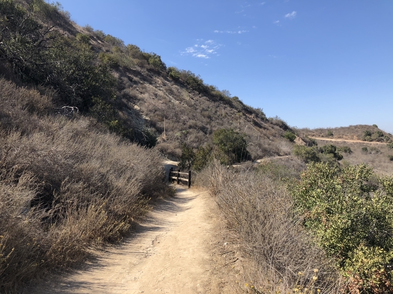 カリフォルニア　自然　マウンテンライオン