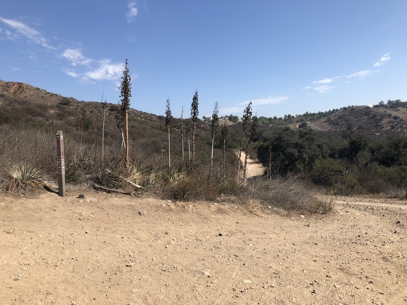カリフォルニア　自然　マウンテンライオン