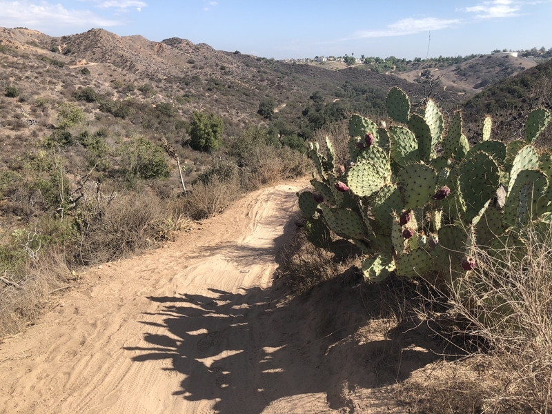 カリフォルニア　自然　マウンテンライオン